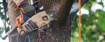 Best Soil Testing and Treatment  in Pinecrest, FL