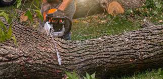 Best Utility Line Clearance  in Pinecrest, FL