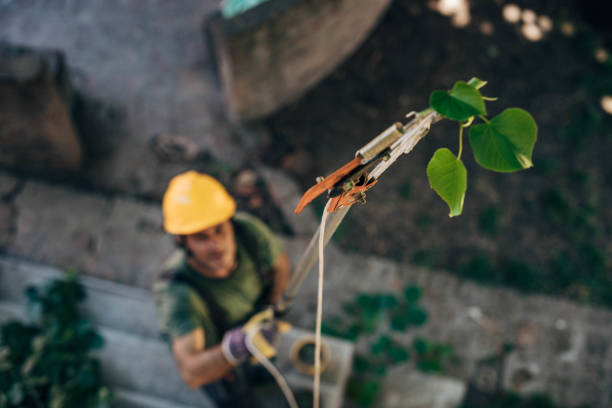 Best Tree Mulching  in Pinecrest, FL