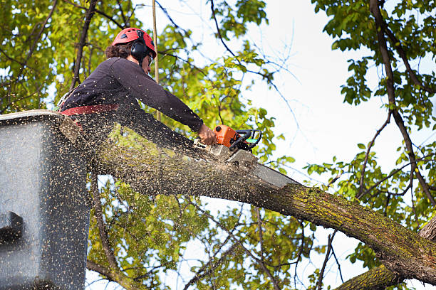 Best Fruit Tree Pruning  in Pinecrest, FL